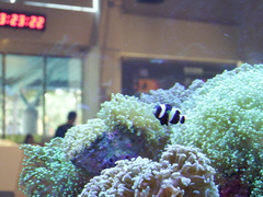 Amphiprion latezonatus