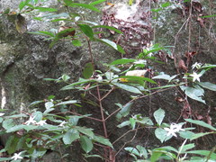 Atractocarpus hirtus