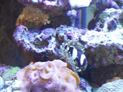 Amphiprion latezonatus