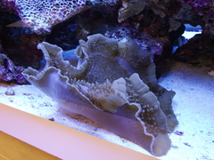Amplexidiscus fenestrafer