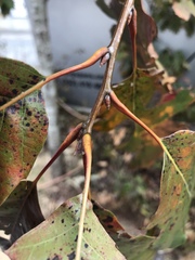 Quercus