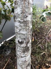 Quercus