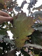 Quercus