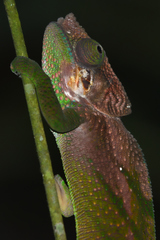 Calumma oshaughnessyi