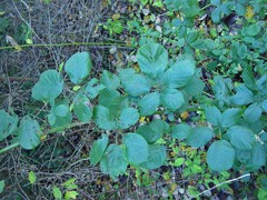 Rubus polyanthemus