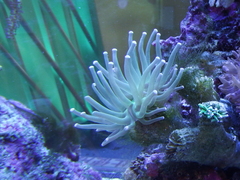 Euphyllia glabrescens