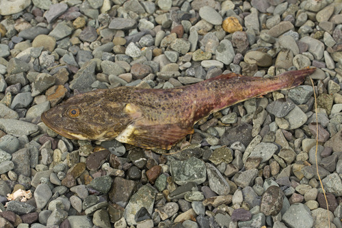 Plain sculpin (Myoxocephalus jaok) — Cottidae — 4