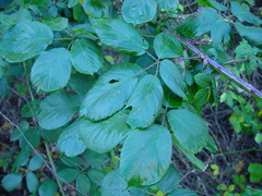 Rubus polyanthemus