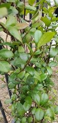 Trachelospermum jasminoides
