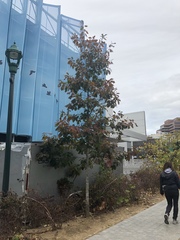 Quercus