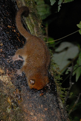Microcebus rufus