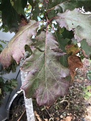 Quercus