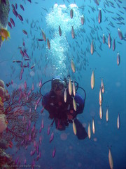 Pterocaesio digramma