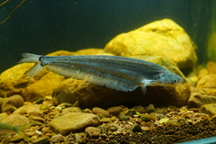 Bleeker's Sheatfish photo 1