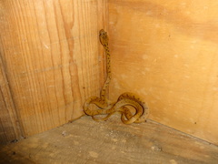 Leptodeira polysticta