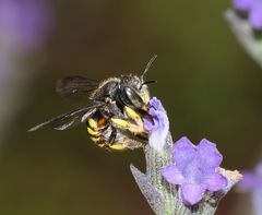 Micranthidium
