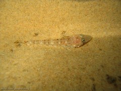 Platycephalidae