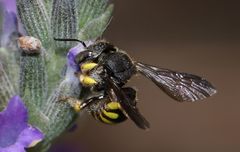 Micranthidium