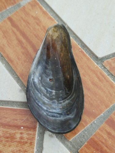 Modiolus adriaticus observed 2025-09-04