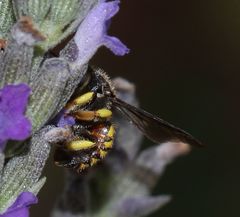 Micranthidium