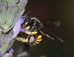 Micranthidium