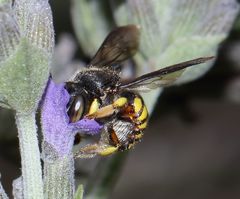 Micranthidium