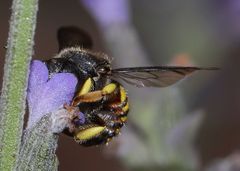 Micranthidium
