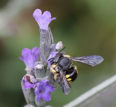 Micranthidium