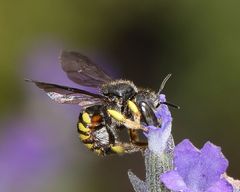 Micranthidium