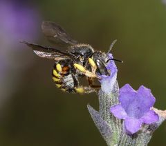 Micranthidium