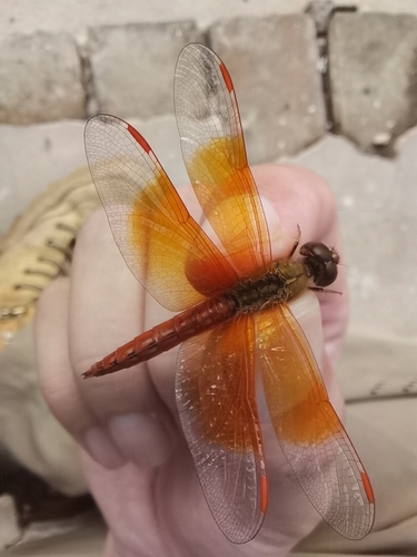 Ditch Jewel