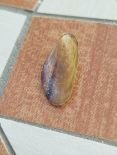 Modiolus adriaticus observed 2025-09-04