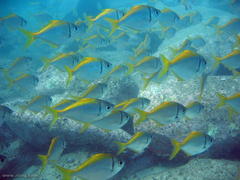 Schuettea scalaripinnis