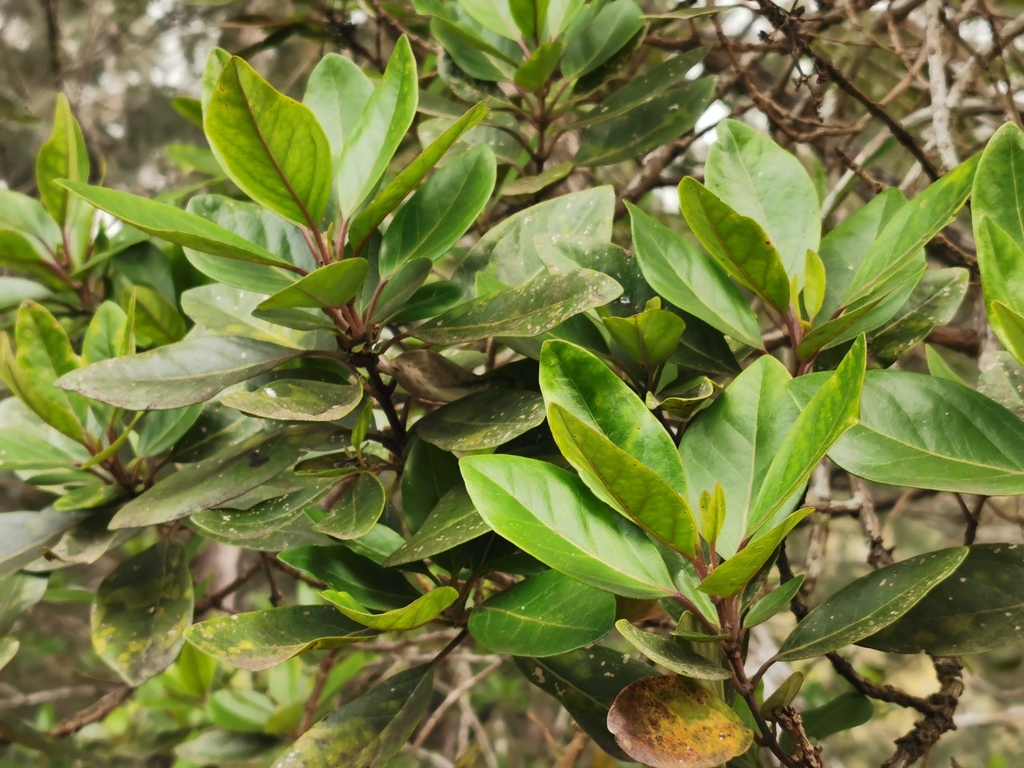 Nuxia verticillata