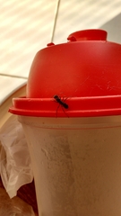 Ectatomminae