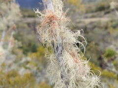 Usnea barbata