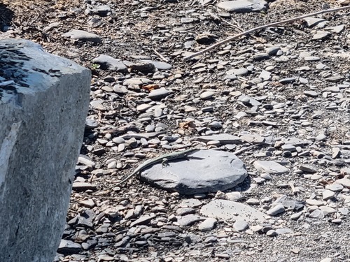 Szczerbak‘s Lizard, Darevskia szczerbaki