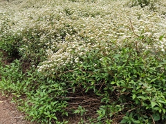 Ageratina riparia image