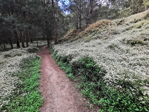 Ageratina image