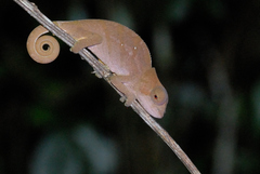 Calumma oshaughnessyi