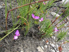 Polygala refracta