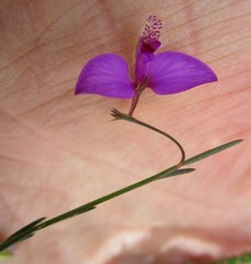 Polygala refracta