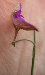 Polygala refracta