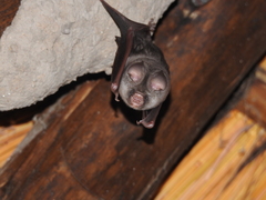 Hipposideros caffer
