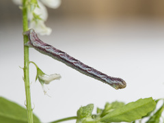 Eupithecia satyrata