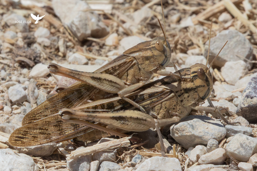 Migratory Locust, Vila Franca de Xira, Portugal, photo 10 of 10