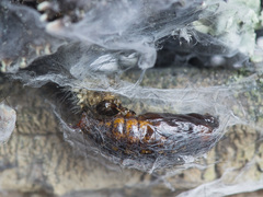 Setina irrorella