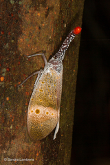 Pyrops pyrorhynchus