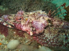 Thysanophrys cirronasus