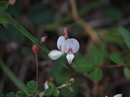 Lespedeza virgata